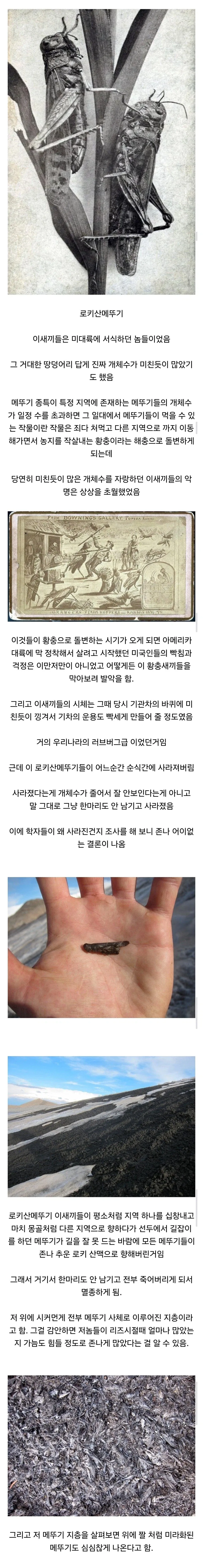 멸종 원인이 존나 골때리는 곤충류 원탑_1.webp