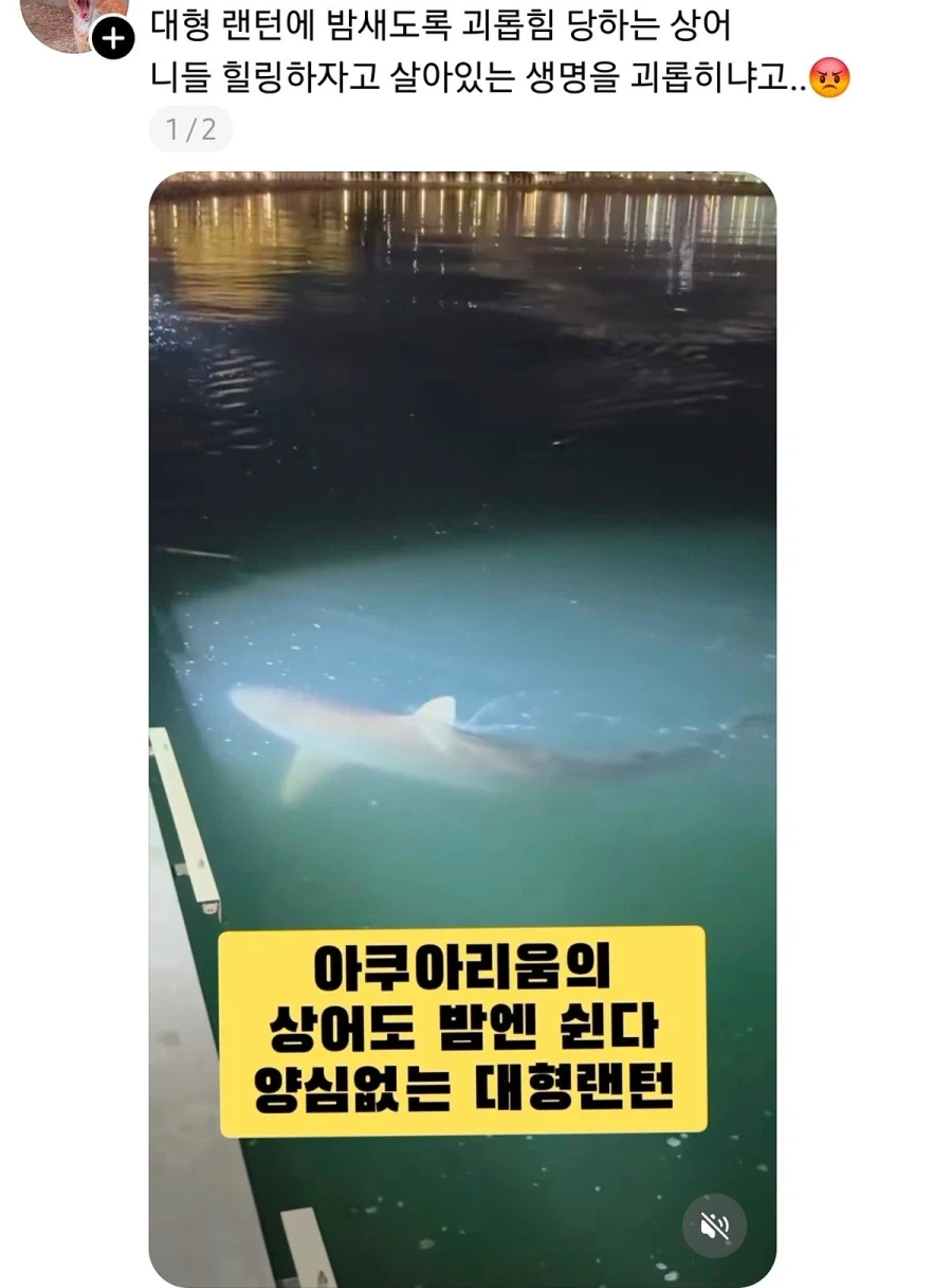 부산 상어 부캉이의 인기가 높아지며 나타나는......_1.webp