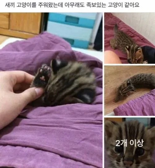 새끼 고양이를 주워왔는데 아무래도 족보있는 고양이 같아요_1.webp