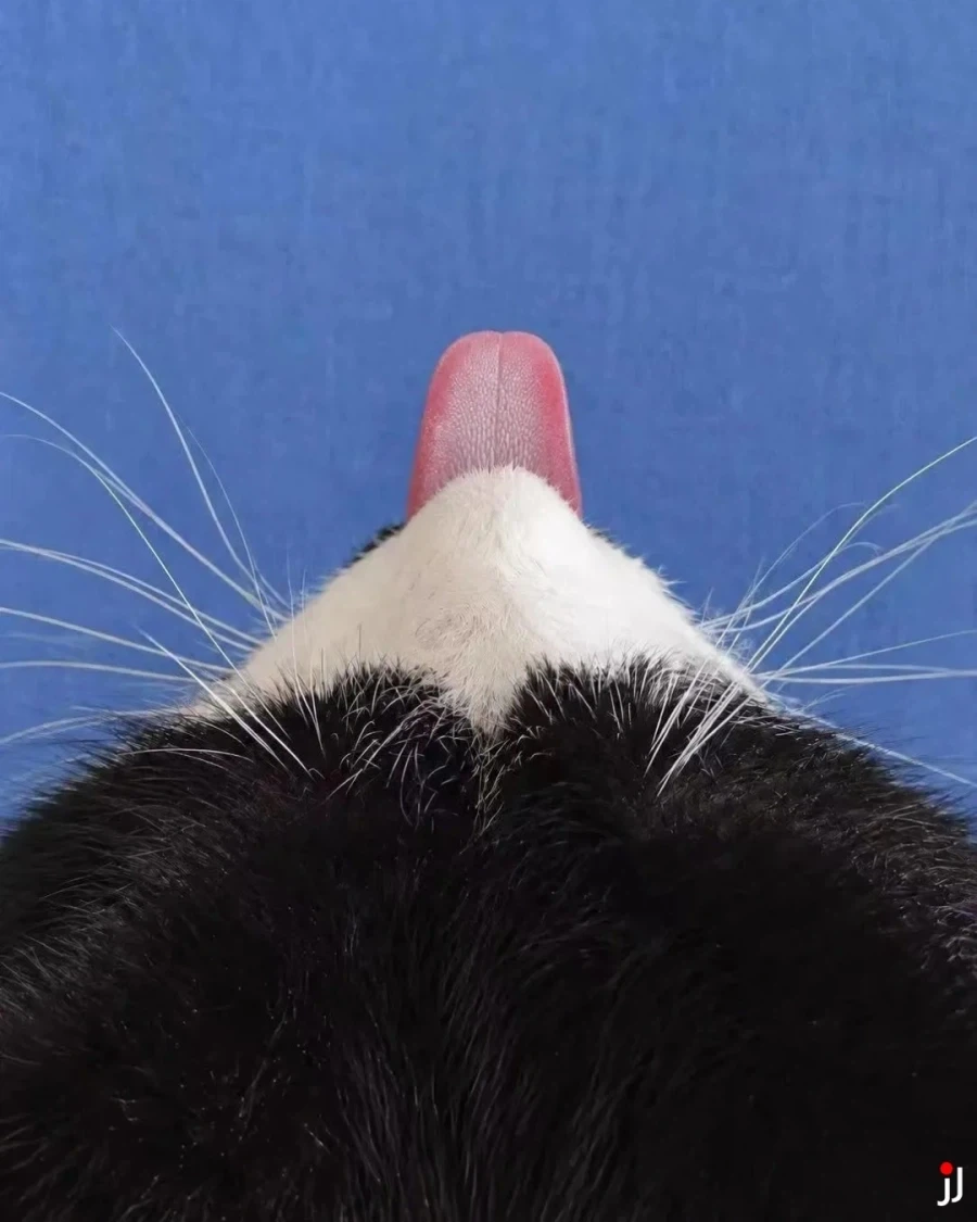 후지산이 폭발했다?!_2.webp