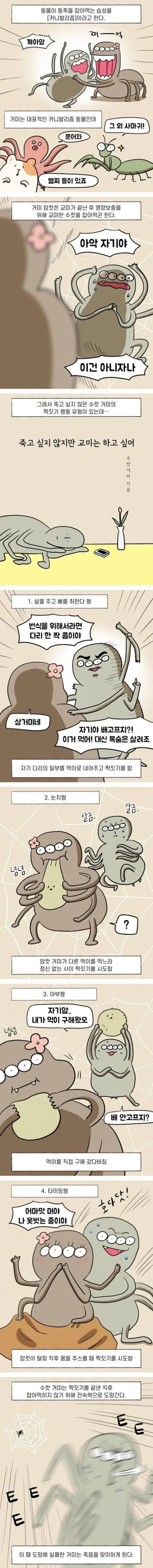 수컷거미의 교미시도방법 jpg._1.webp