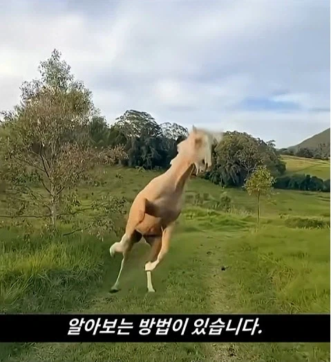 말이 사람을 좋아할때 보내는 신호_2.webp