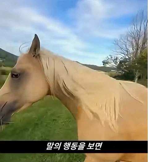 말이 사람을 좋아할때 보내는 신호_3.webp