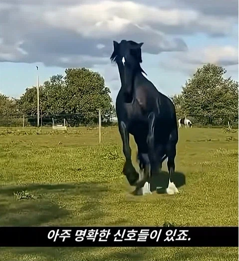 말이 사람을 좋아할때 보내는 신호_4.webp