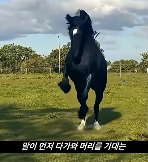 말이 사람을 좋아할때 보내는 신호_5.webp