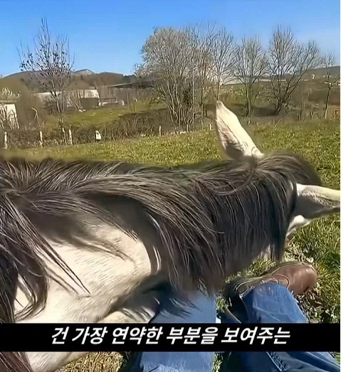 말이 사람을 좋아할때 보내는 신호_6.webp