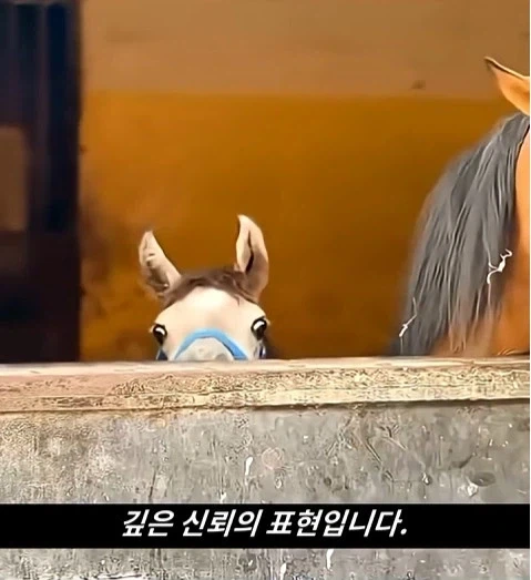 말이 사람을 좋아할때 보내는 신호_7.webp