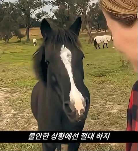 말이 사람을 좋아할때 보내는 신호_8.webp