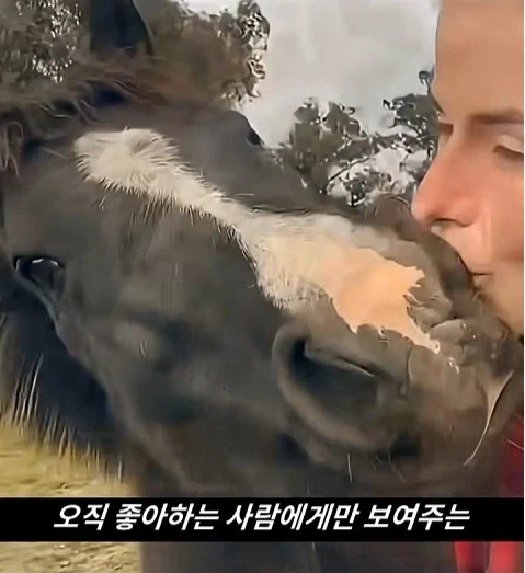 말이 사람을 좋아할때 보내는 신호_9.webp