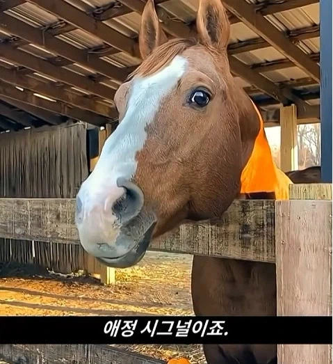 말이 사람을 좋아할때 보내는 신호_10.webp