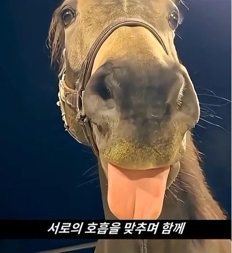 말이 사람을 좋아할때 보내는 신호_11.webp