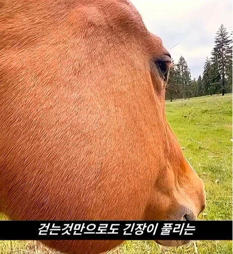 말이 사람을 좋아할때 보내는 신호_12.webp