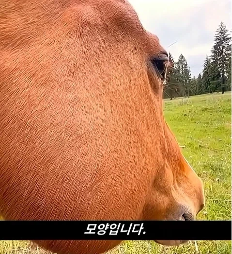 말이 사람을 좋아할때 보내는 신호_13.webp
