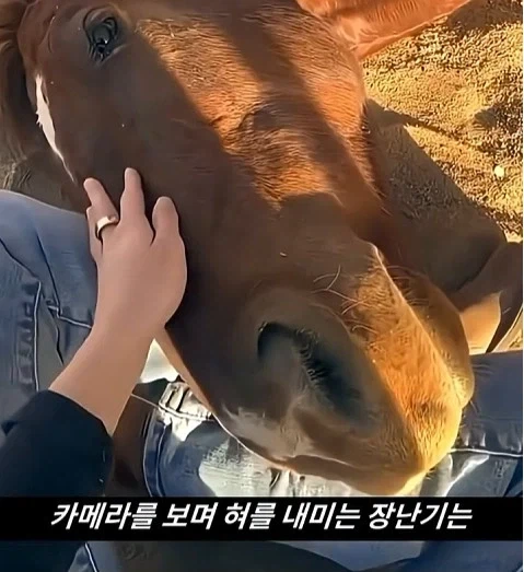 말이 사람을 좋아할때 보내는 신호_14.webp