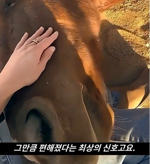 말이 사람을 좋아할때 보내는 신호_15.webp