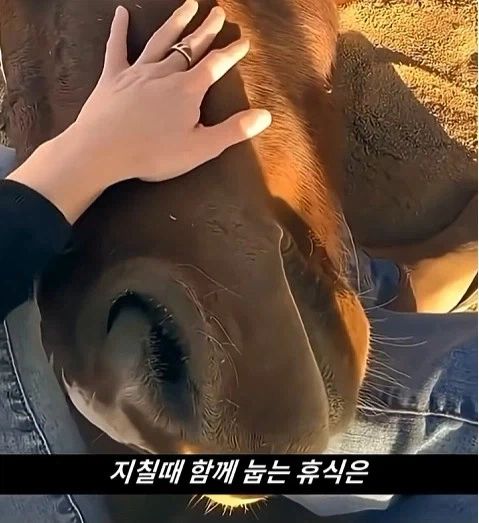 말이 사람을 좋아할때 보내는 신호_16.webp
