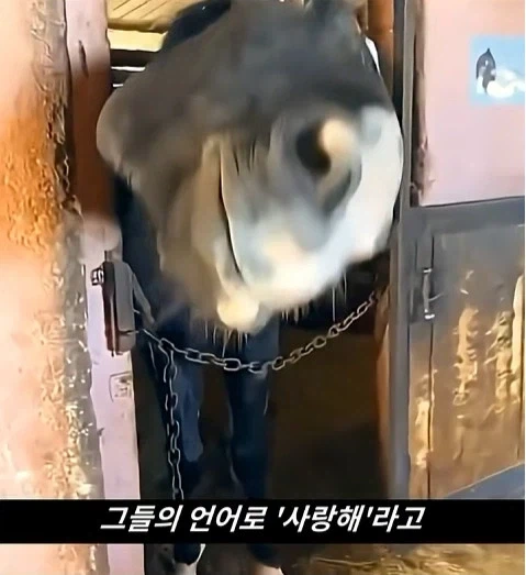 말이 사람을 좋아할때 보내는 신호_17.webp