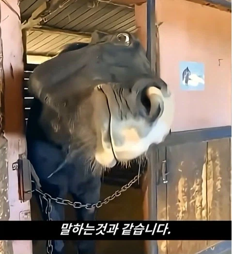 말이 사람을 좋아할때 보내는 신호_18.webp