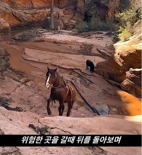 말이 사람을 좋아할때 보내는 신호_19.webp