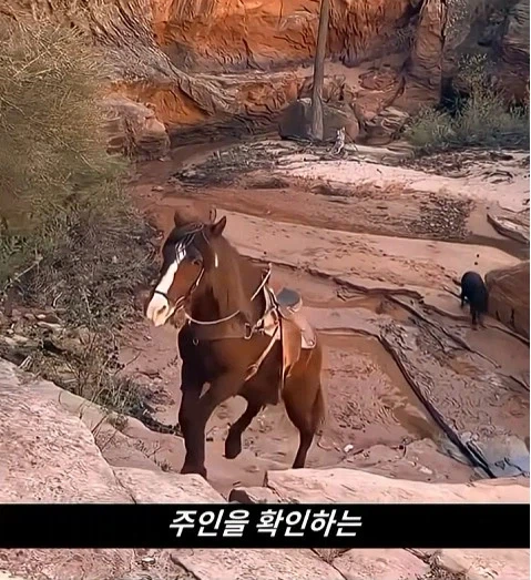 말이 사람을 좋아할때 보내는 신호_20.webp