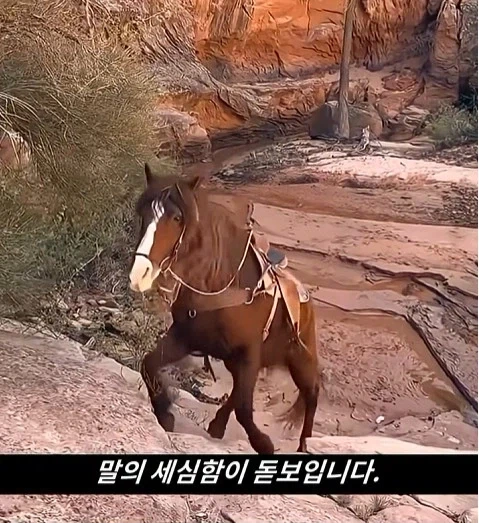 말이 사람을 좋아할때 보내는 신호_21.webp