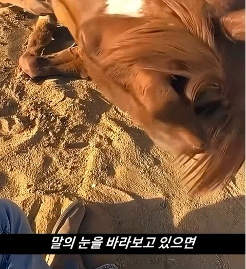 말이 사람을 좋아할때 보내는 신호_22.webp