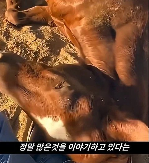 말이 사람을 좋아할때 보내는 신호_23.webp