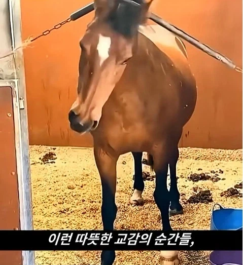 말이 사람을 좋아할때 보내는 신호_25.webp