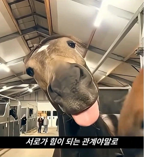말이 사람을 좋아할때 보내는 신호_26.webp