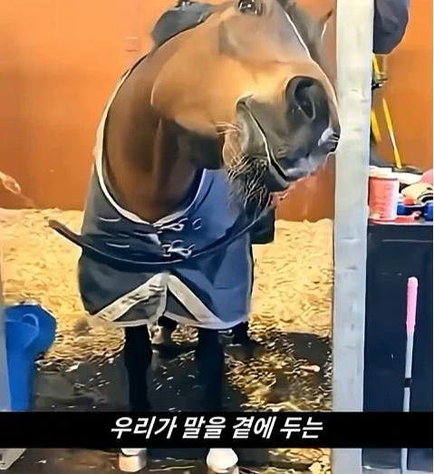 말이 사람을 좋아할때 보내는 신호_27.webp