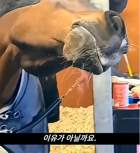 말이 사람을 좋아할때 보내는 신호_28.webp
