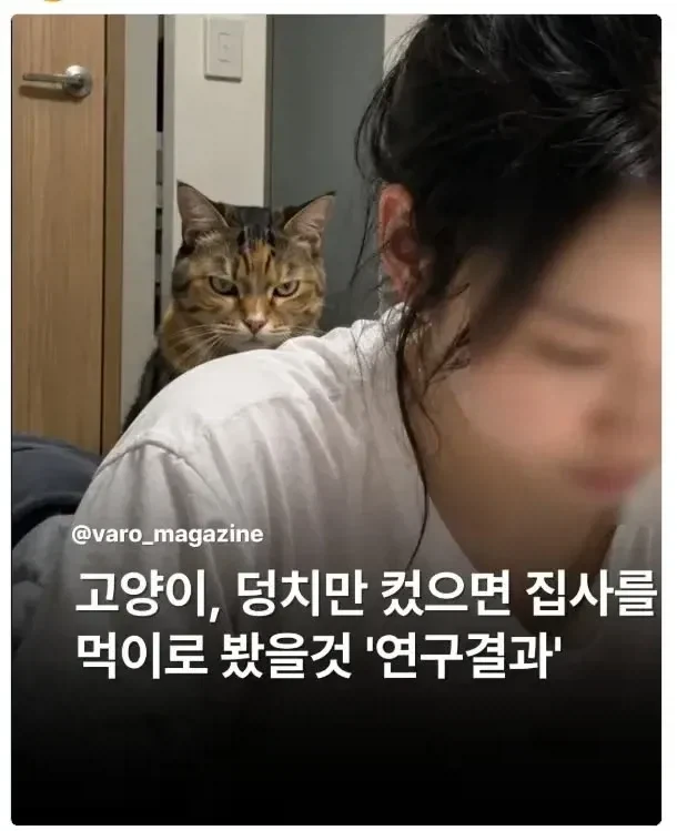 최신 고양이 연구 결과_1.webp