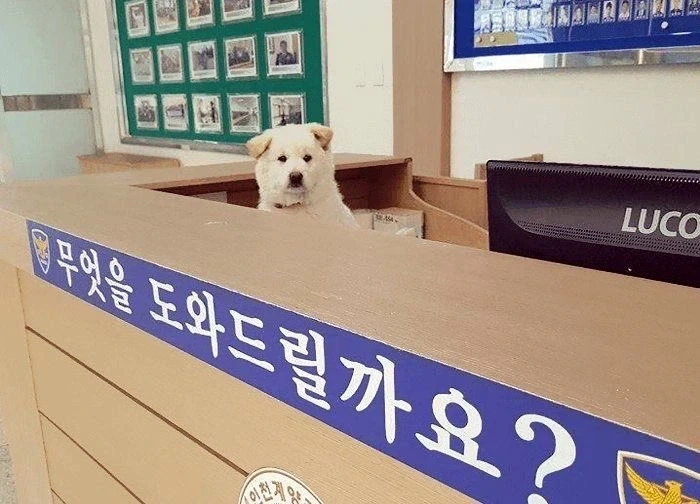 아무것도 도움 안 되는 경찰_1.webp