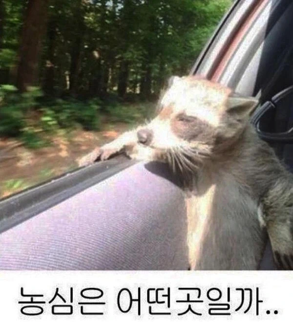 차라리 농심이 나았지_1.webp
