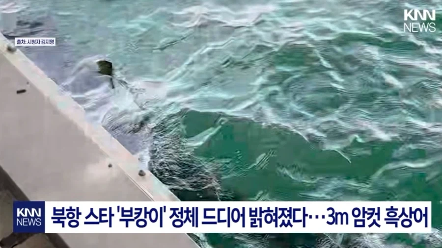 부산 상어 무태상어 아니었다.jpg_1.webp