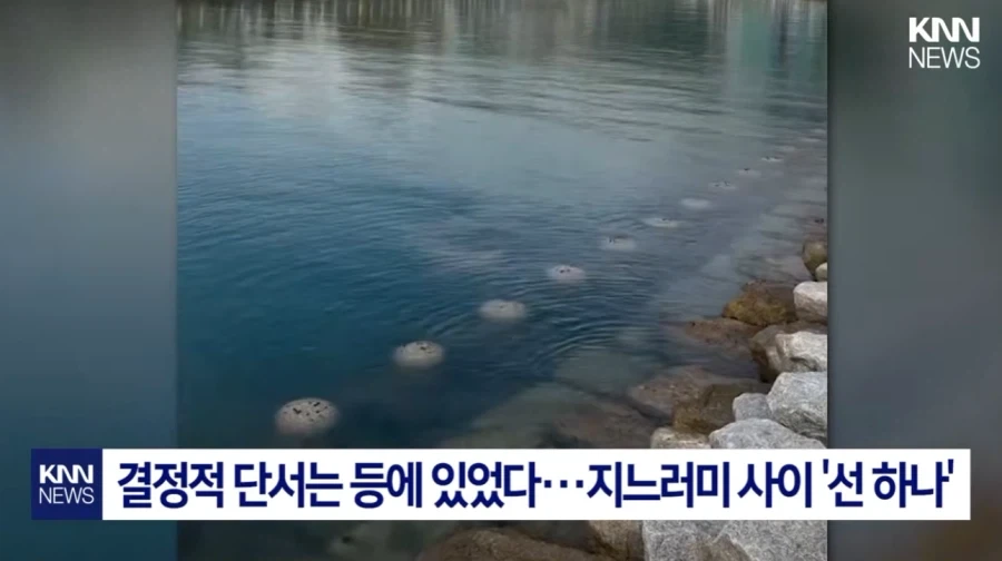 부산 상어 무태상어 아니었다.jpg_2.webp