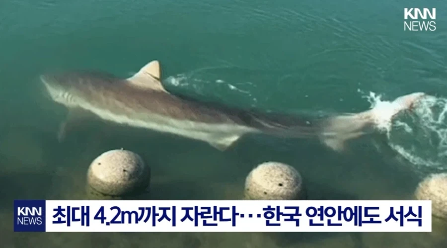 부산 상어 무태상어 아니었다.jpg_3.webp