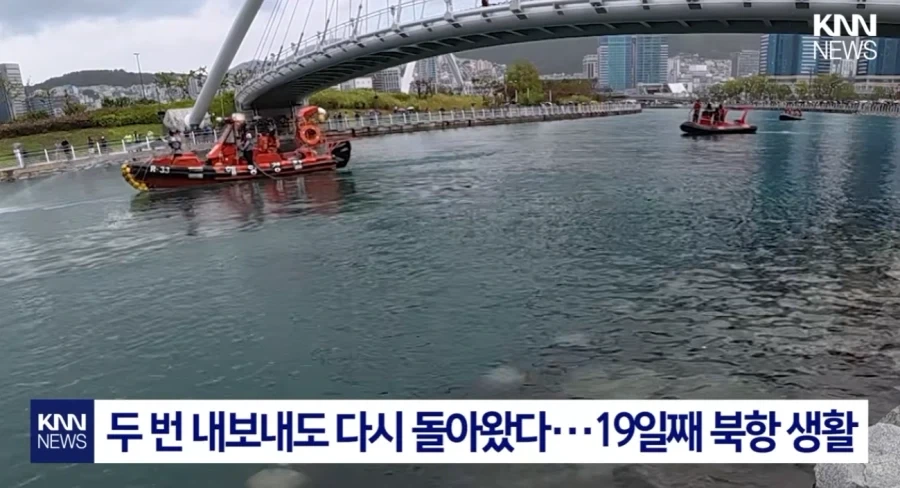 부산 상어 무태상어 아니었다.jpg_4.webp