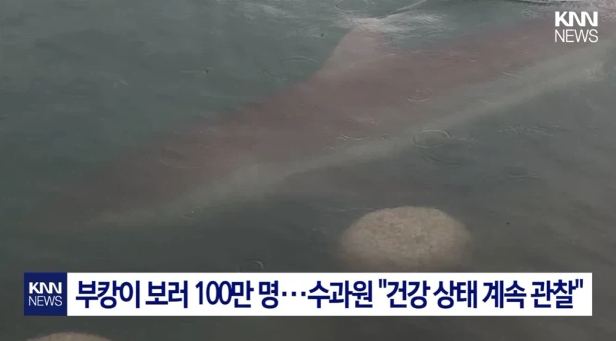 부산 상어 무태상어 아니었다.jpg_5.webp