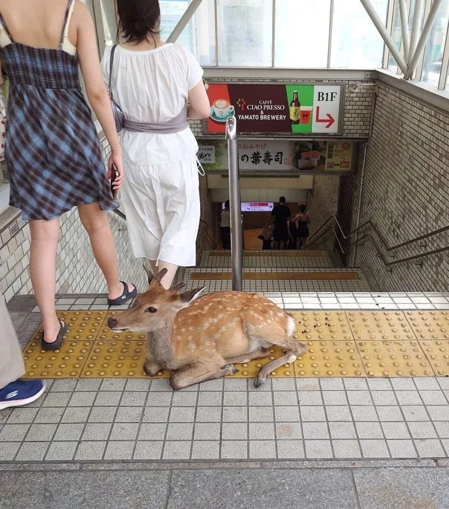 일본 나라현이어서 가능한 광?경_2.webp