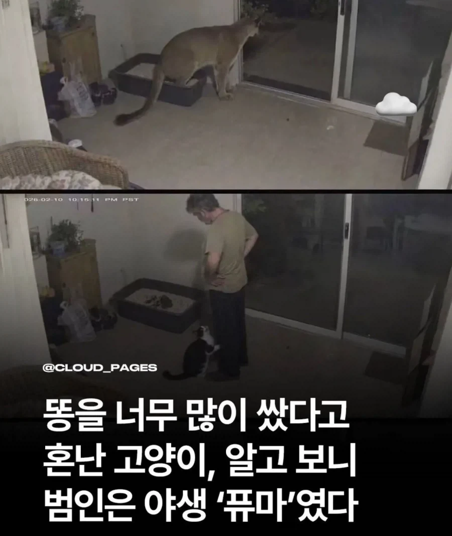 똥 많이 싼다고 혼난 고양이.jpg_1.webp