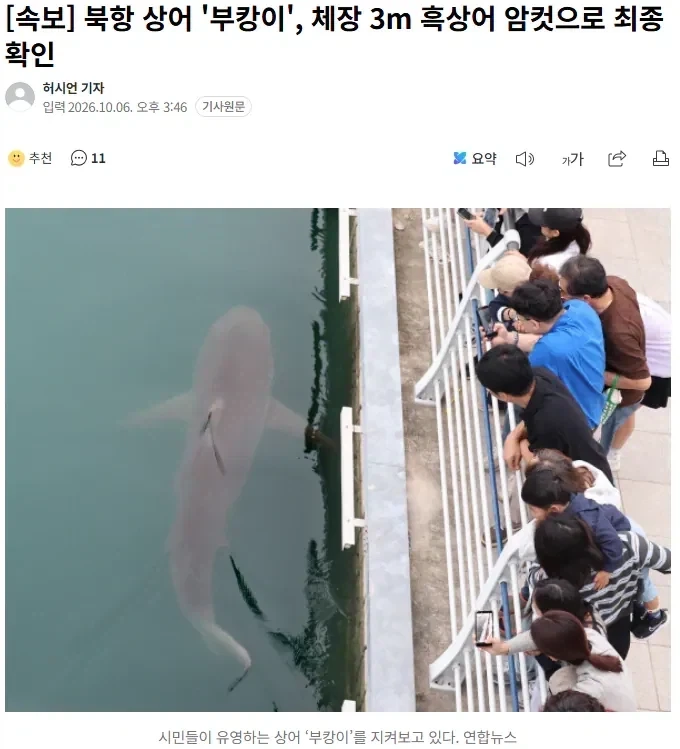 부캉이 3미터 크기 암컷 흑상어로 밝혀짐_1.webp