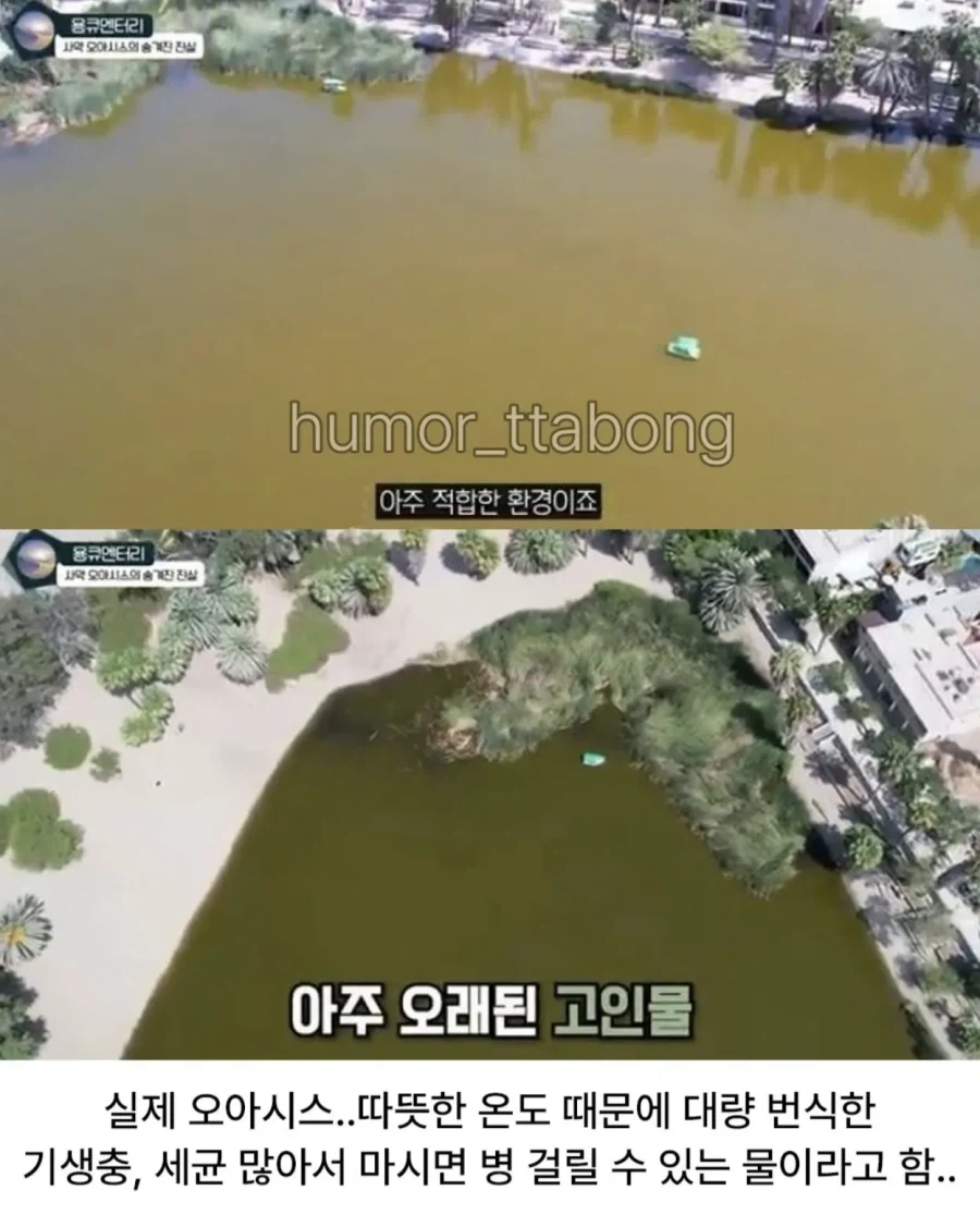 상상한 오아시스와 실제 오아시스 모습.jpg_2.webp