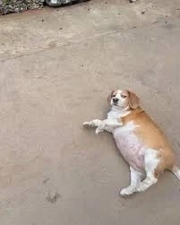 비글이라고 다 말썽쟁이는 아니더라_1.webp