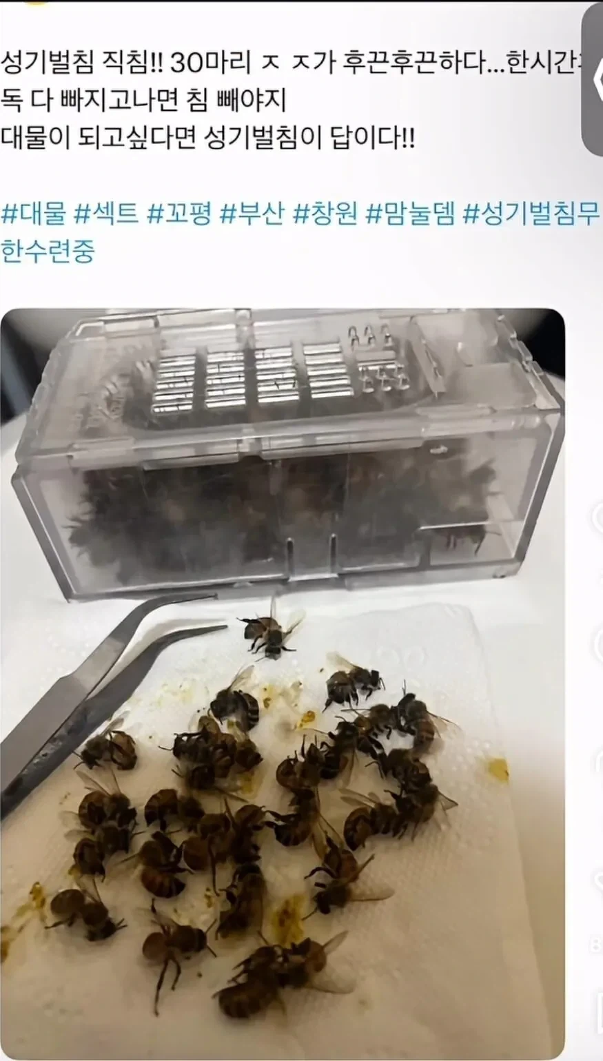 약혐) 성기에 벌침 놓아서 크게 키우려는...._1.webp