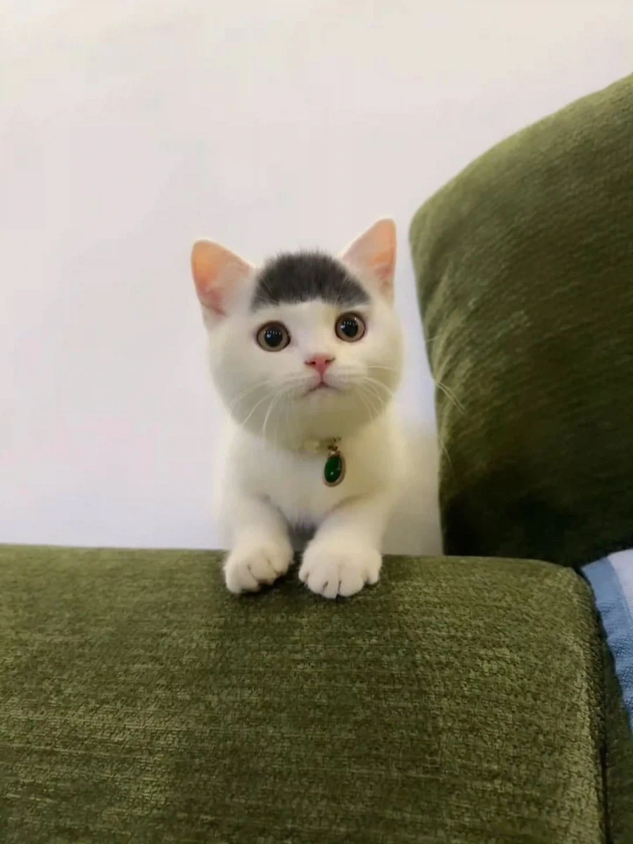 앞머리 있는 고양이..._2.webp