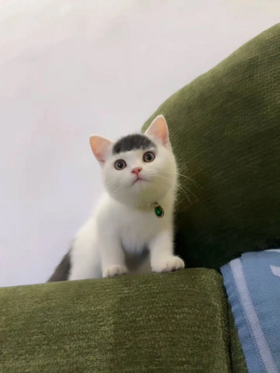앞머리 있는 고양이..._3.webp