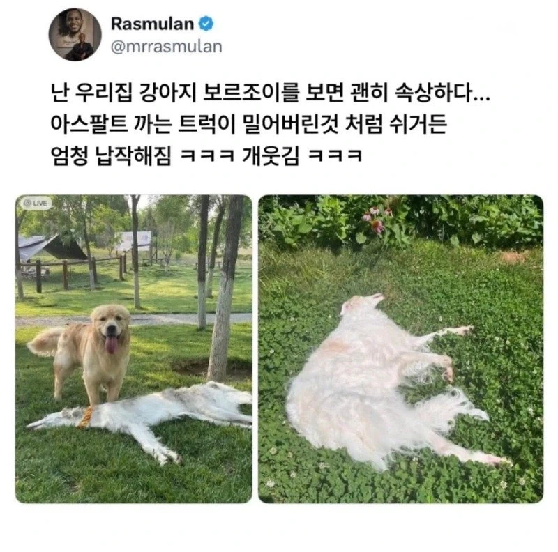 강아지 액체설_1.webp