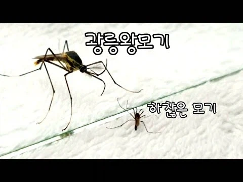 인류에게 유익한 모기_1.webp