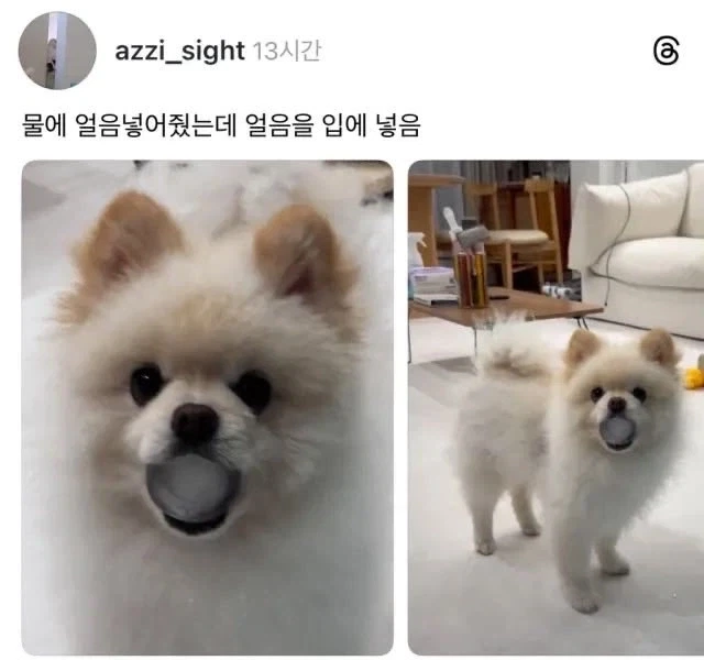 엉엉이_1.webp